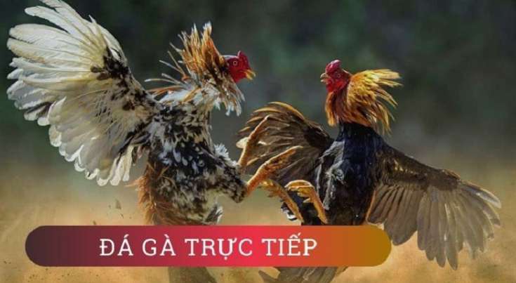 Các chính sách dành cho đại lý cấp Eu88 rất hấp dẫn - Eu88